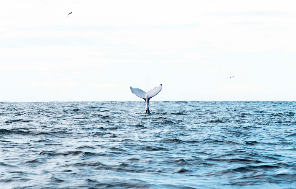 Moreton Bay Whales | Queensland - 138